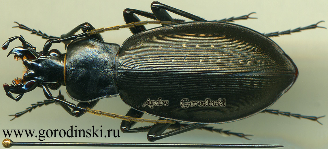 http://www.gorodinski.ru/carabus/Oreocarabus titanus corpulentior.jpg